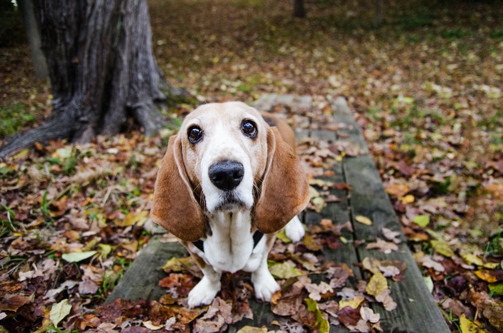 cute dog eyes with leaves