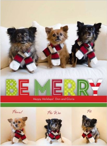 Three Dogs with Scarves | Lowell Photographer