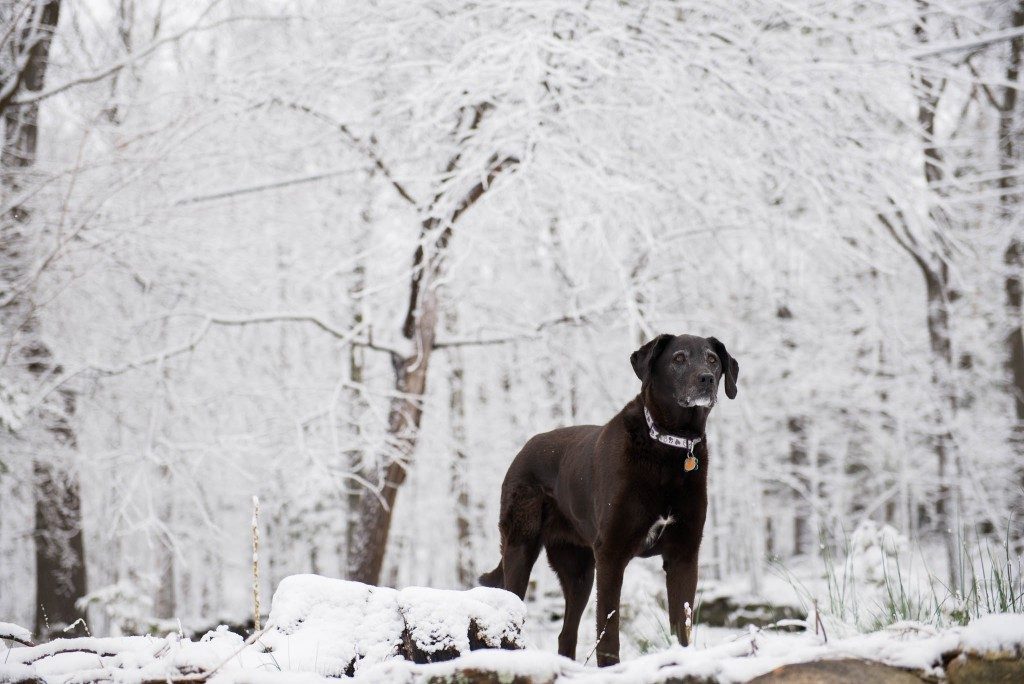 black lab barking on top of rocks on snow day