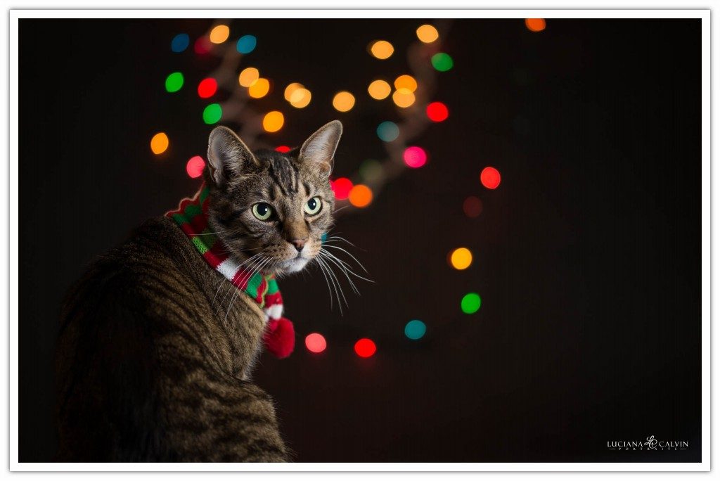 Cat looking backward with christmas lights on the background
