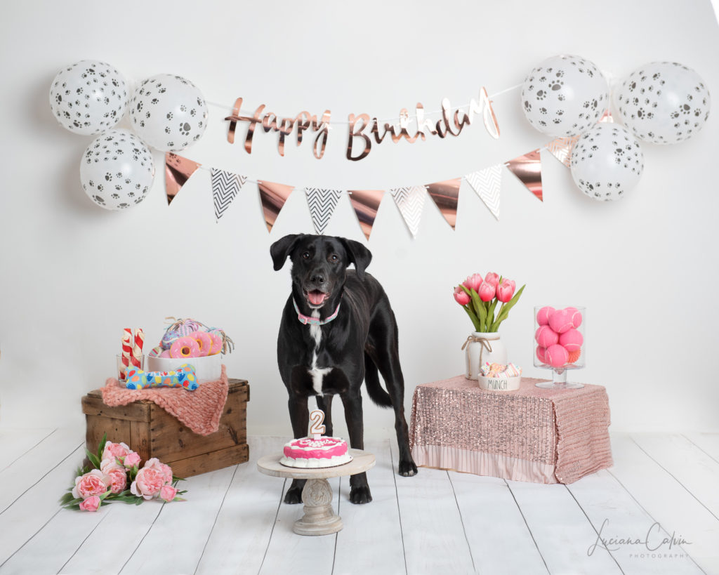 doggy birthday party