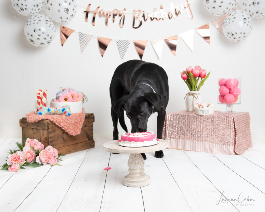 dog licking pink cake