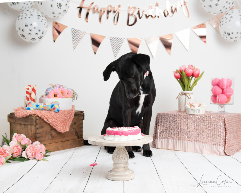 doggy looking to pink birthday cake