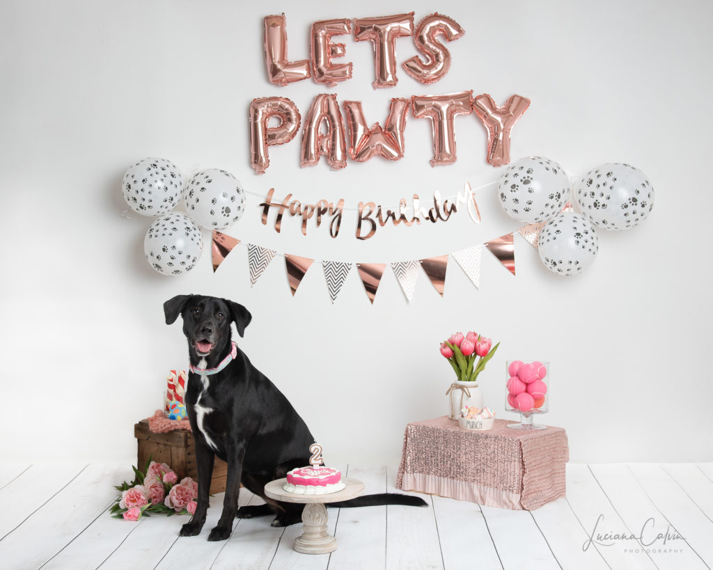 Chelmsford Dog birthday party photoshoot