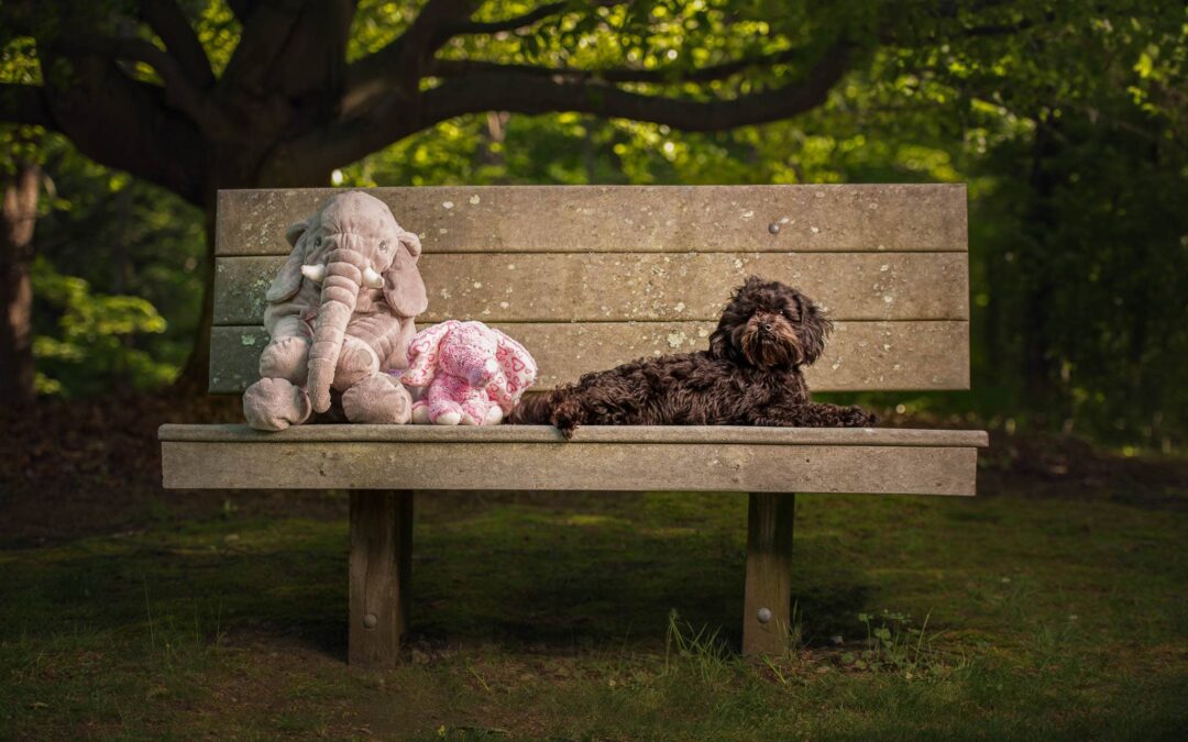 Feijão | Pet Photographer Chelmsford