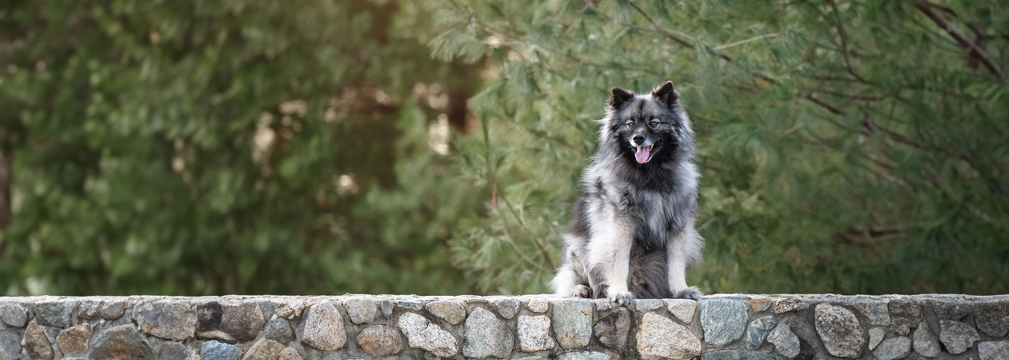 Pet Portrait Photography