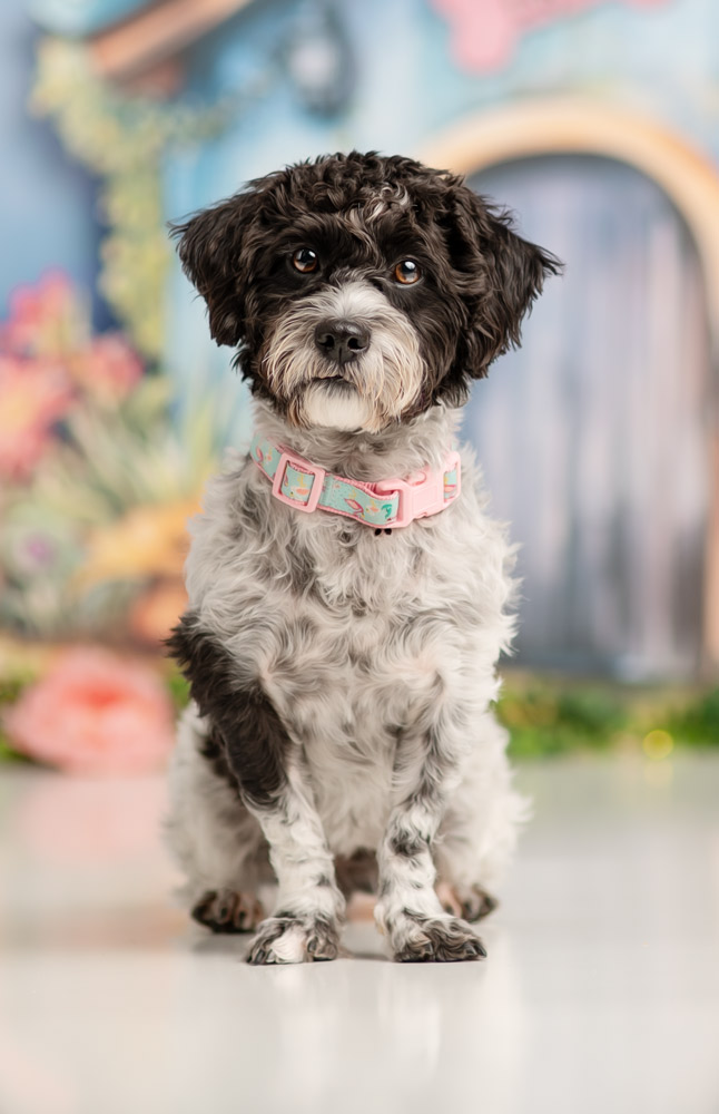 Westford Academy high school senior portrait at Acton Arboretum