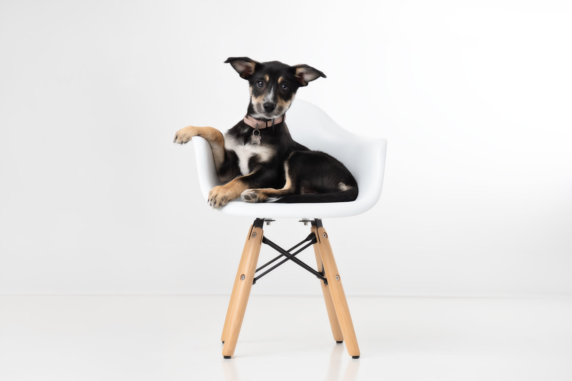 black-dog-studio-portrait-chelmsford-ma