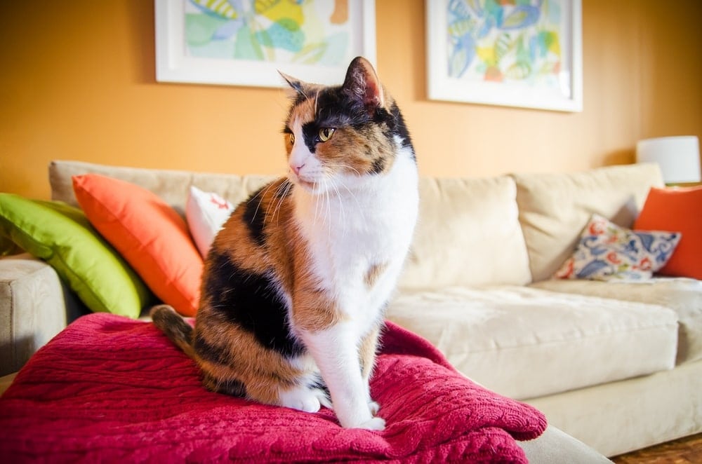 cat-portrait-photographer-greater-boston-ma