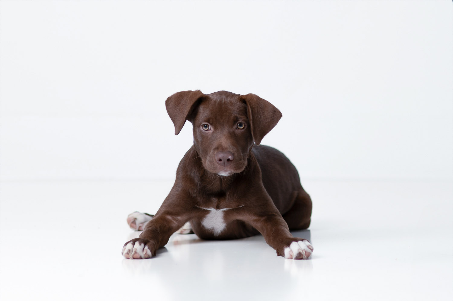 dog-portrait-photographer-greater-boston-ma