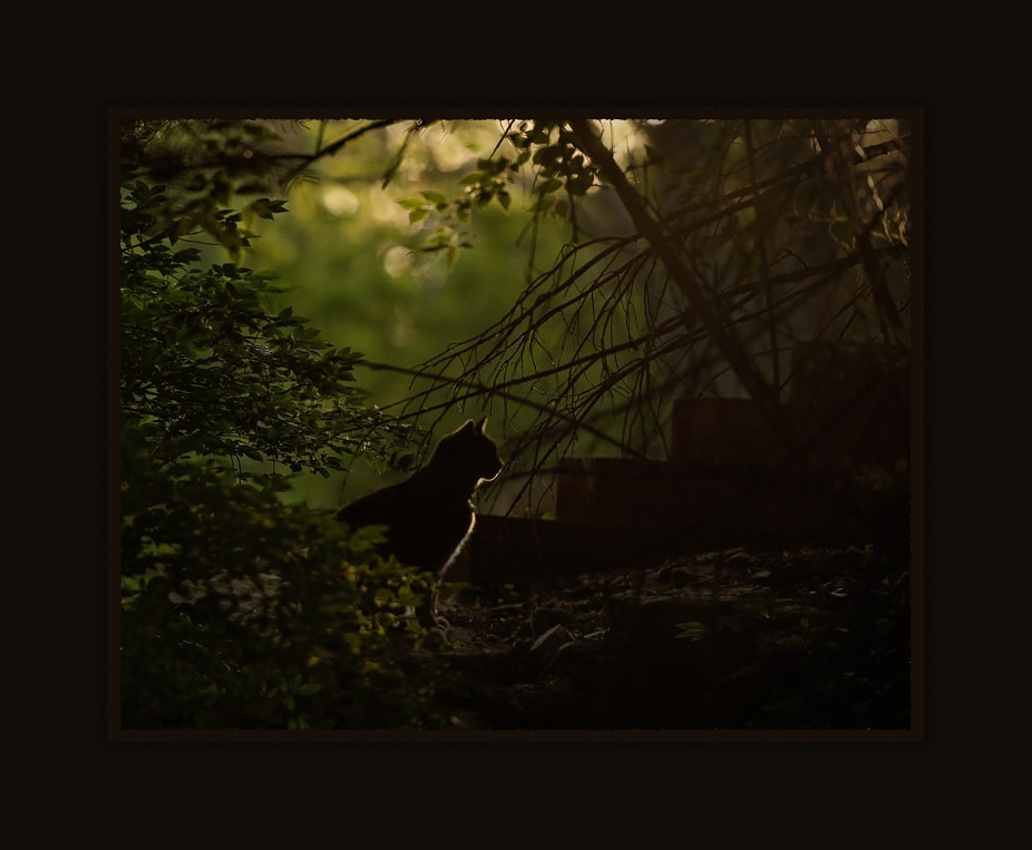 fine-art-cat-portrait-billerica-ma