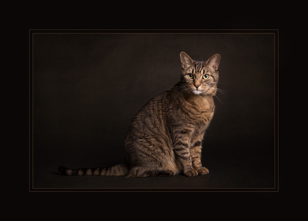 fine-art-cat-portrait-concord-ma