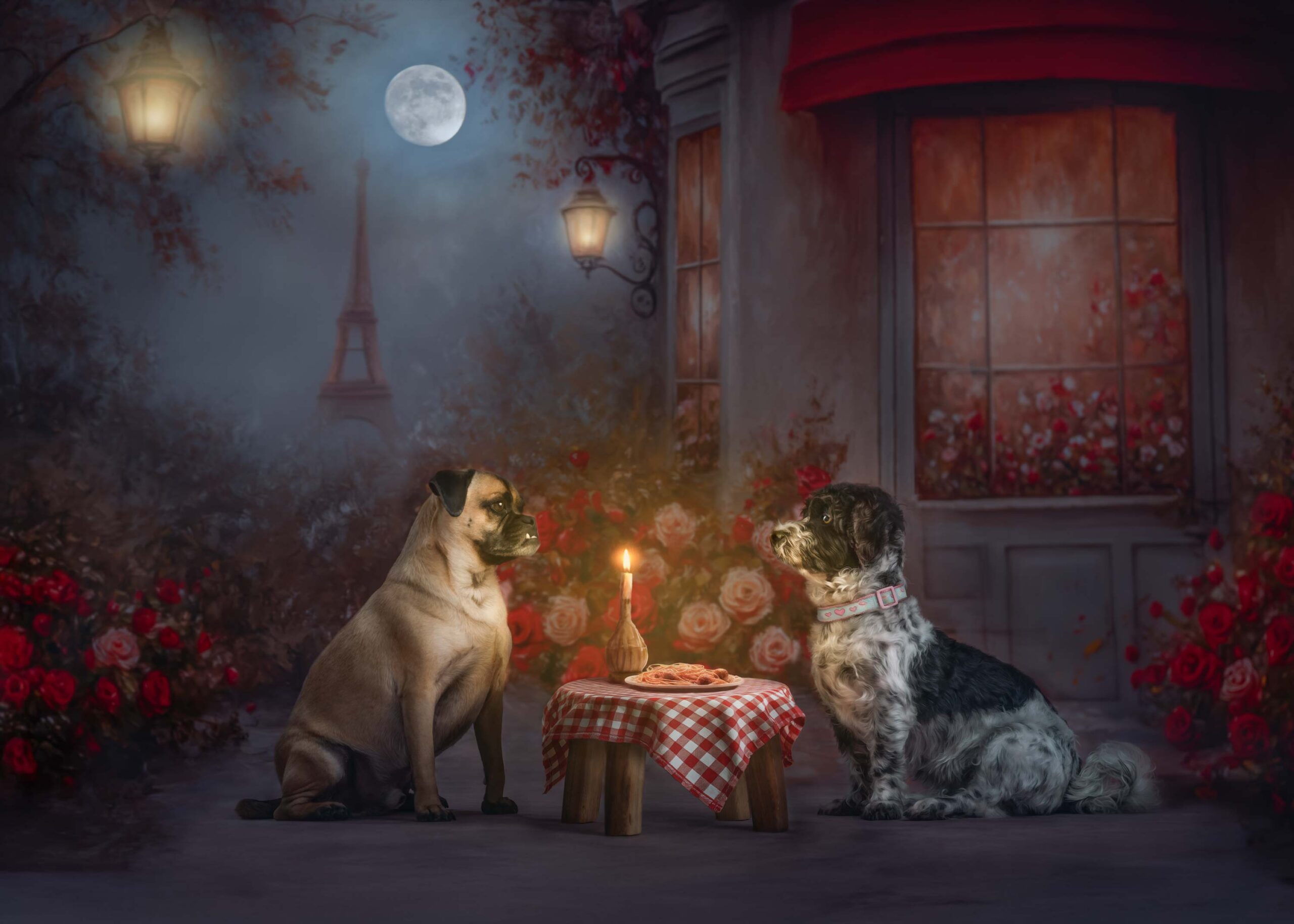 fine-art-dog-portrait-acton-ma