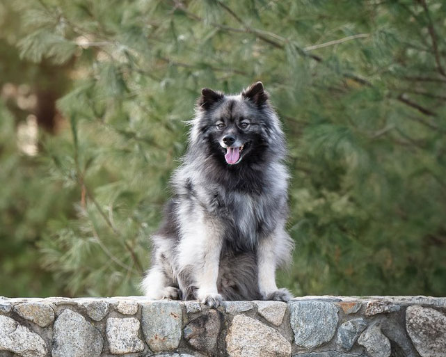Fine art dog portrait Chelmsford Massachusetts — Luciana Calvin Photography
