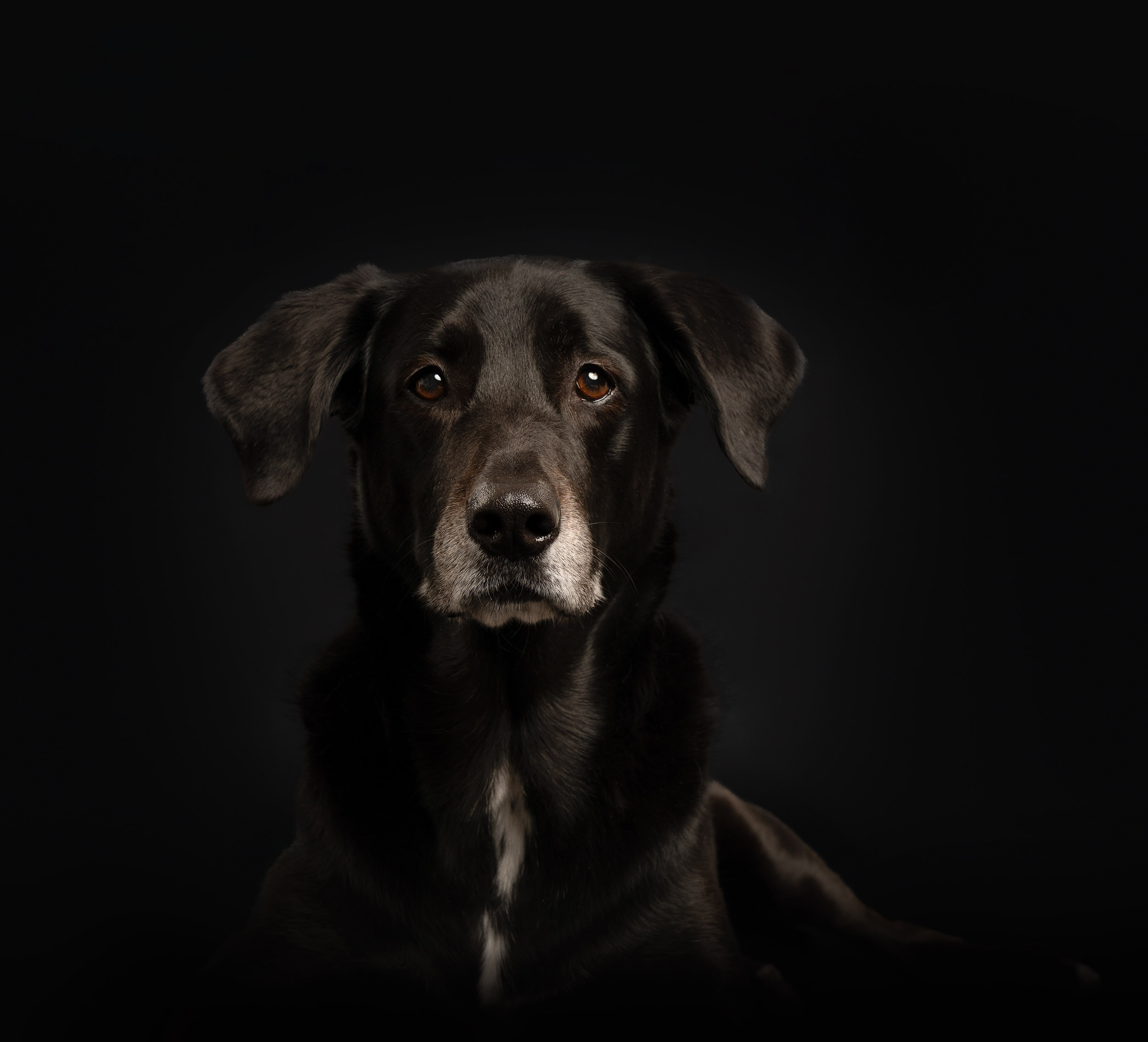 Heirloom pet portrait Chelmsford Massachusetts — Luciana Calvin Photography