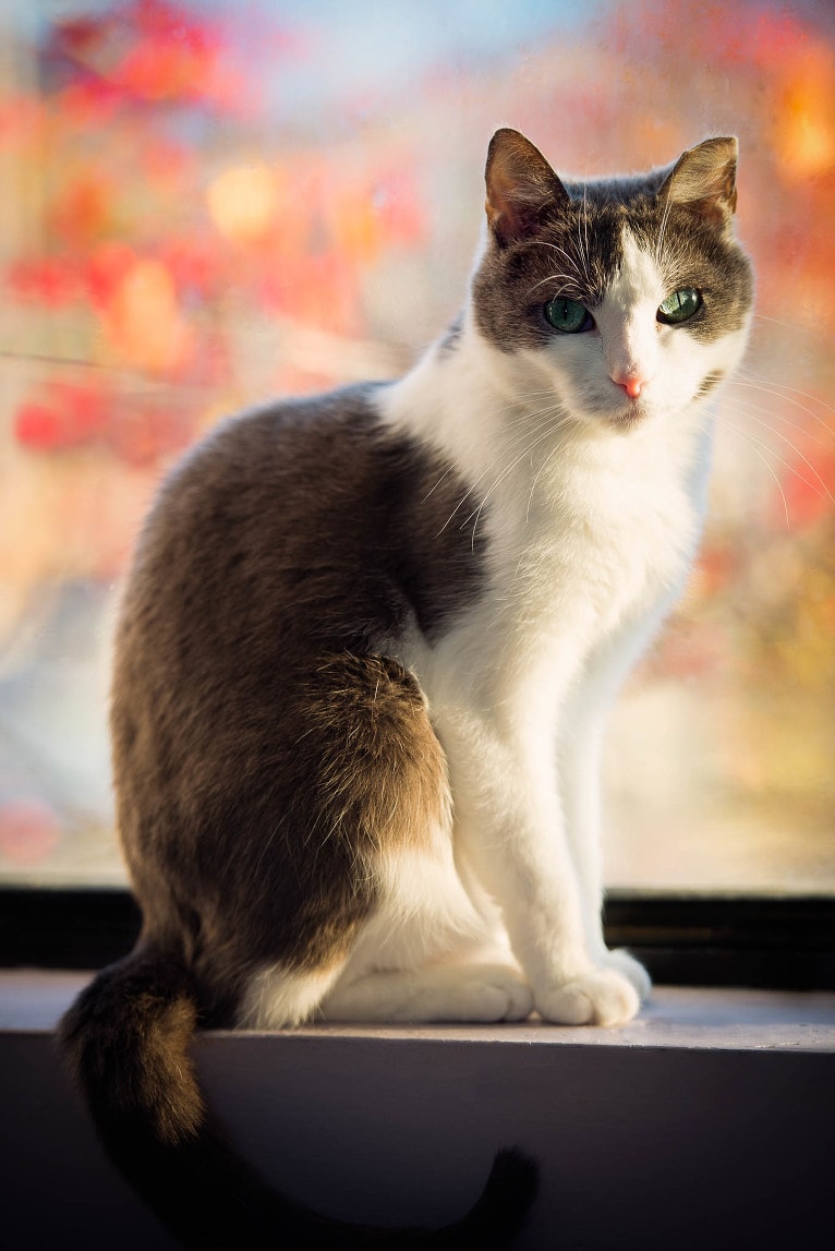 pet-cat-portrait-photographer-westford-ma