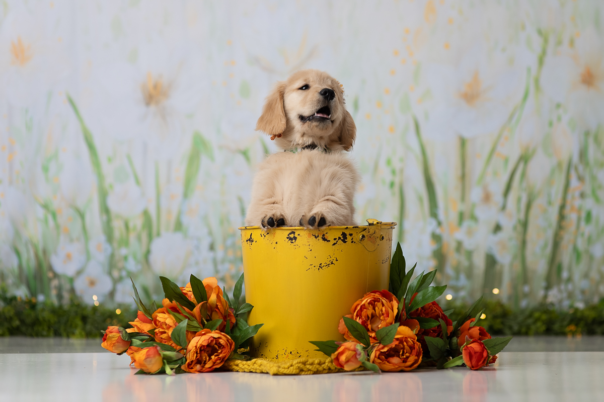 pet-portrait-photographer-westford-ma