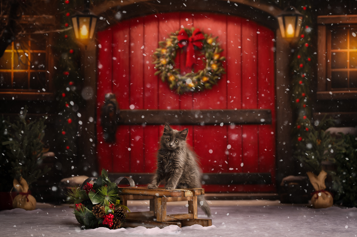 portrait-cat-photographer-greater-boston-ma