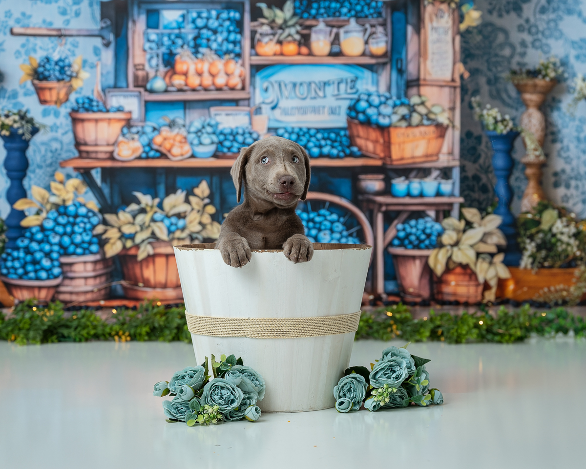 puppy-dog-portrait-Bedford-ma-luciana-calvin