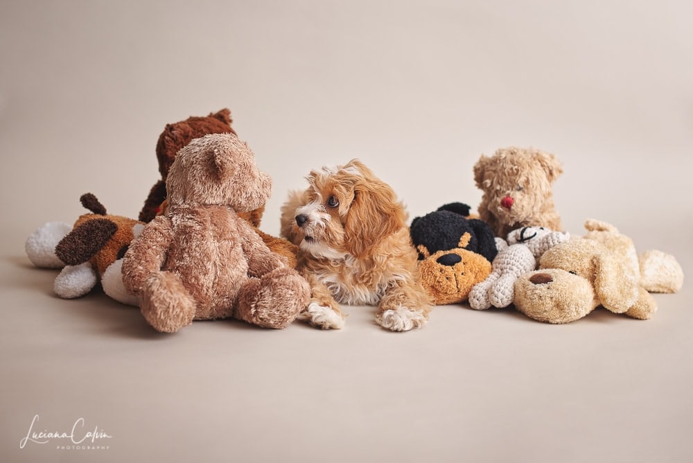 Studio Pet Portrait Chelmsford Ma Luciana Calvin