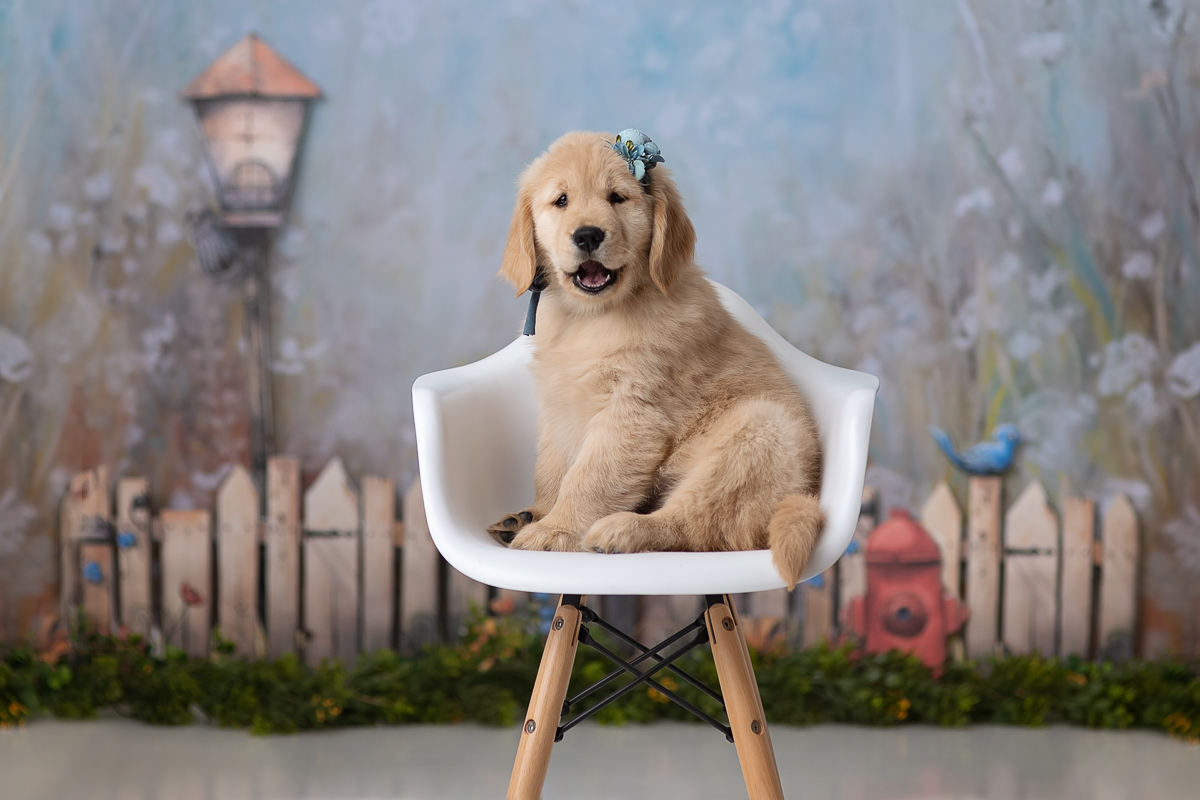 studio-pet-portrait-photographer-chelmsford-ma