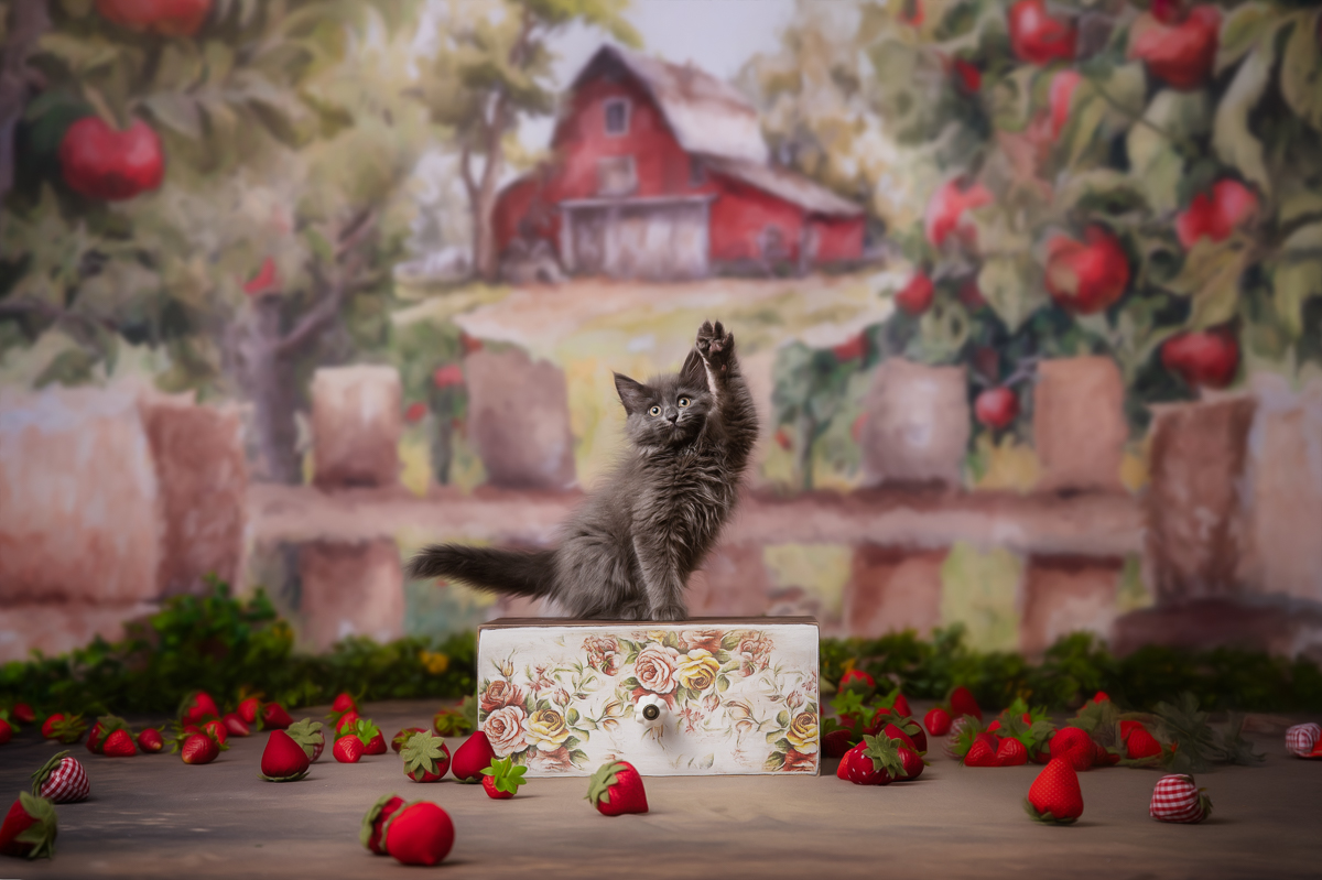 wall-art-cat-portrait-chelmsford-ma