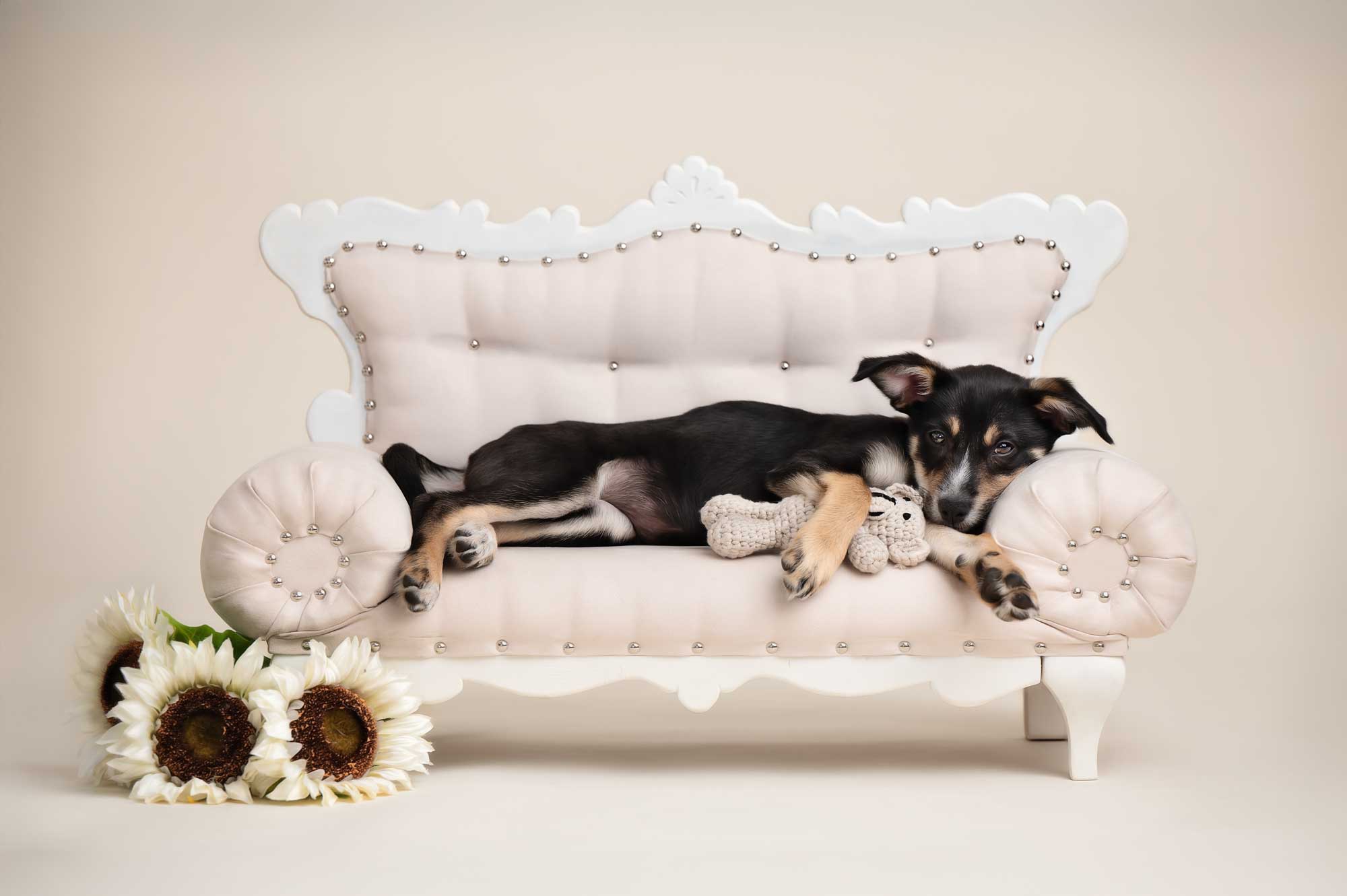 wall-art-dog-portrait-chelmsford-ma