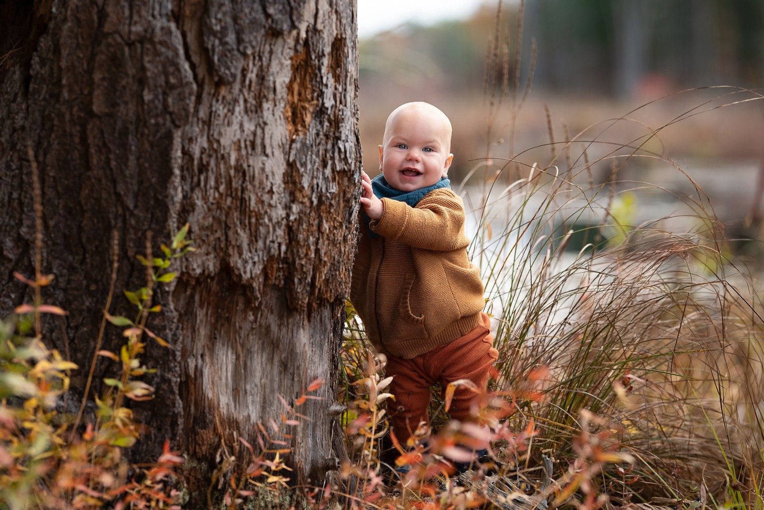 Toddler in a rust knit outfit peering around a large tree trunk with autumn grasses behind at Assabet River National Wildlife Refuge in Sudbury MA