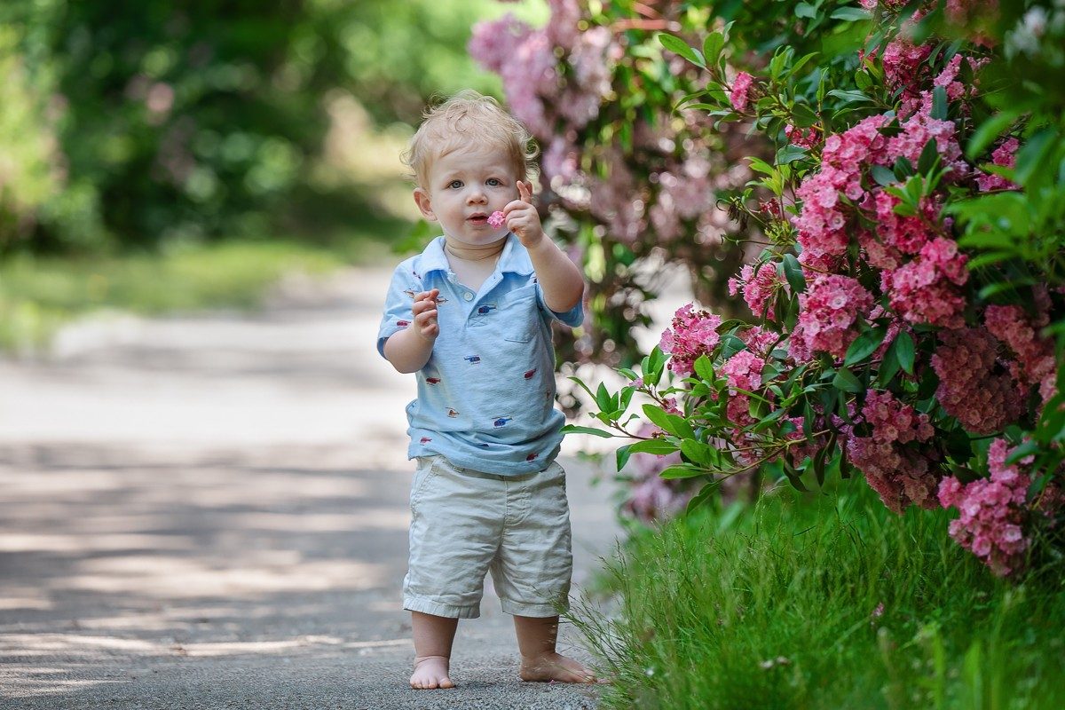 Toddler standing beside pink flowering shrubs in spring at Benson Park in Hudson NH